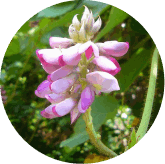 Phytomem One Ingredients